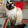 cat, siamese_cat, blue_eyes, fluffy_fur, pet, indoor, play_mat, toys, storage_bin, red_container, floor, carpet, animal, feline, domestic_cat, sitting, close_up, portrait, household, cute