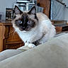 Lilly joined the competition — help win amazing prizes! cat, siamese_cat, blue_eyes, fur, whiskers, indoor, furniture, couch, wooden_furniture, pet, animal, sitting, close_up, portrait, cozy, domestic, mammal, soft_lighting, cute, feline
