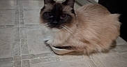 Lilly joined the competition — help win amazing prizes! cat, siamese_cat, fluffy, indoor, floor, tile_floor, dish, stool, white_stool, animal, pet, feline, resting, cute, domestic_cat, whiskers, ears, face, eyes, fur