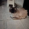cat, siamese_cat, fluffy, indoor, floor, tile_floor, dish, stool, white_stool, animal, pet, feline, resting, cute, domestic_cat, whiskers, ears, face, eyes, fur