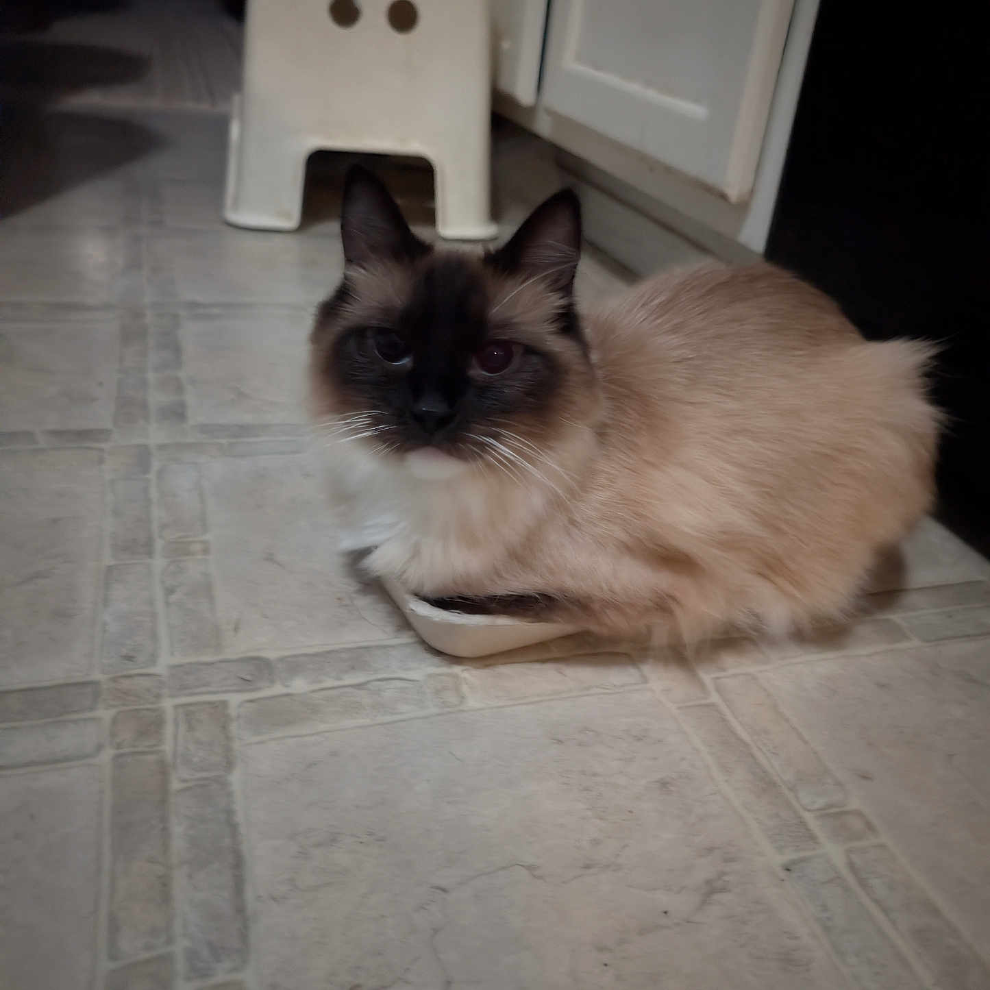Lilly