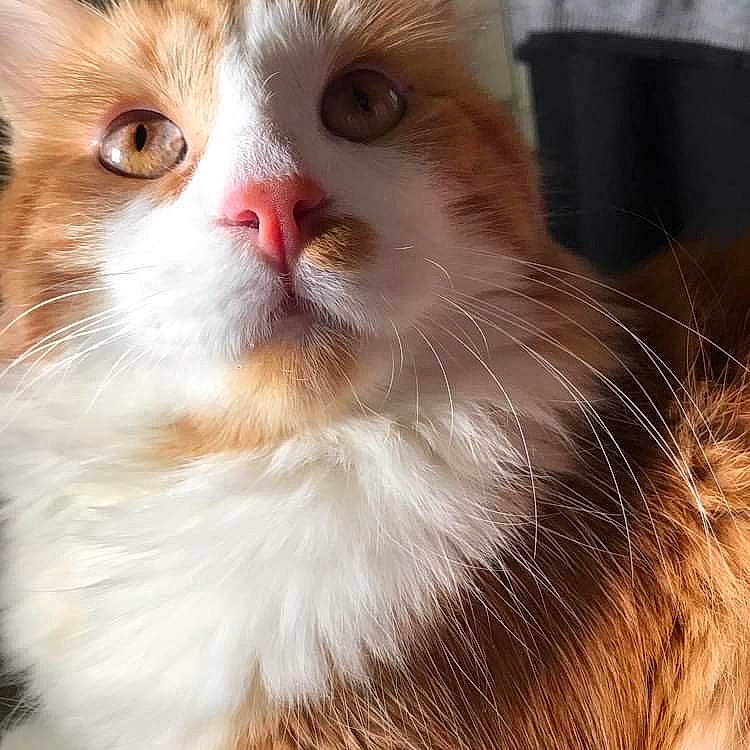 Garfilde participe au concours pour gagner de l'argent avec cette photo : carnivore, cat, close_up, domestic_short_haired_cat, fawn, felidae, fur, paw, photography, small_to_medium_sized_cats, terrestrial_animal, whiskers