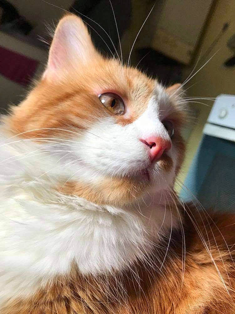 Garfilde participe au concours pour gagner de l'argent avec cette photo : carnivore, cat, domestic_short_haired_cat, ear, eye, eyelash, fawn, felidae, fur, hair, head, small_to_medium_sized_cats, snout, tail, terrestrial_animal, whiskers, window, wood