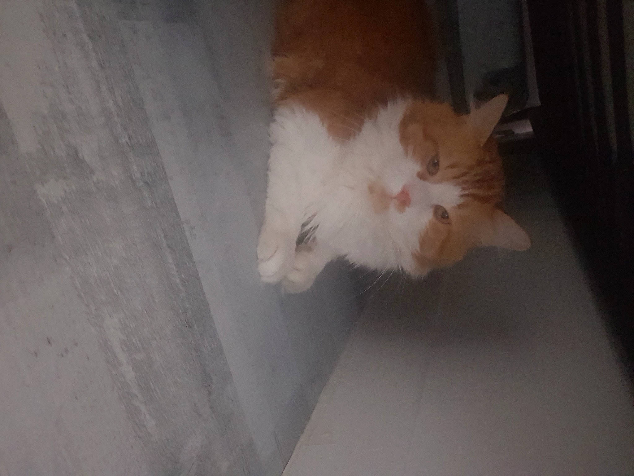 Garfilde a rejoint le concours — aidez-le/la à gagner de superbes lots ! carnivore, cat, curtain, domestic_short_haired_cat, eye, fawn, felidae, flooring, fur, hardwood, paw, small_to_medium_sized_cats, snout, tail, whiskers, wood