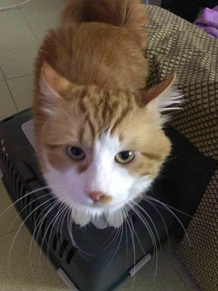 Garfilde a rejoint le concours — aidez-le/la à gagner de superbes lots ! box, carnivore, cat, claw, domestic_short_haired_cat, eye, fawn, felidae, flooring, fur, hair, head, iris, paw, pet_supply, small_to_medium_sized_cats, snout, tail, terrestrial_animal, whiskers