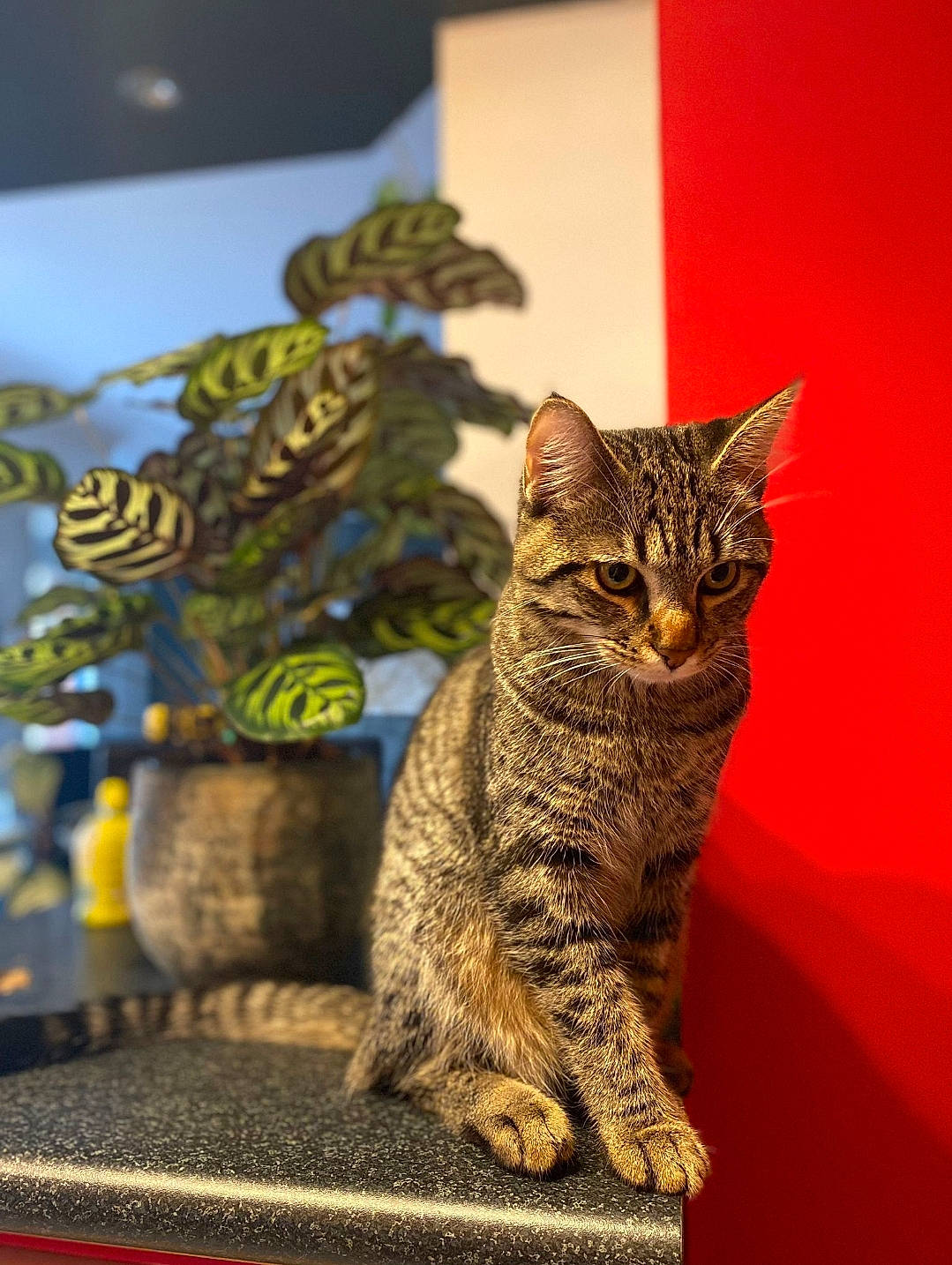 Rapha a rejoint le concours — aidez-le/la à gagner de superbes lots ! art, carnivore, cat, claw, domestic_short_haired_cat, eye, felidae, fur, paw, sitting, small_to_medium_sized_cats, snout, tail, terrestrial_animal, tree, whiskers, wildlife, window, wood