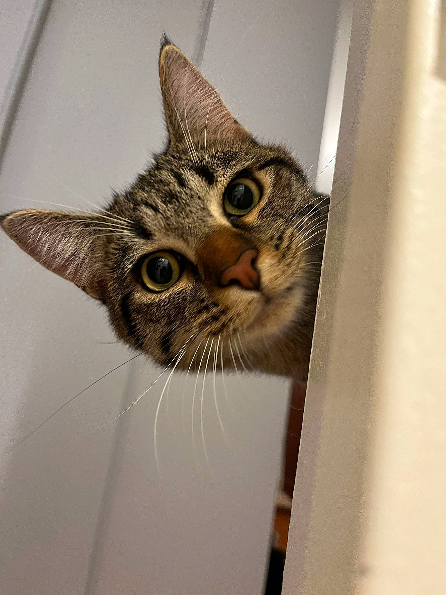 Rapha a rejoint le concours — aidez-le/la à gagner de superbes lots ! art, carnivore, cat, domestic_short_haired_cat, door, eye, felidae, fur, iris, small_to_medium_sized_cats, snout, terrestrial_animal, whiskers, wildlife, window