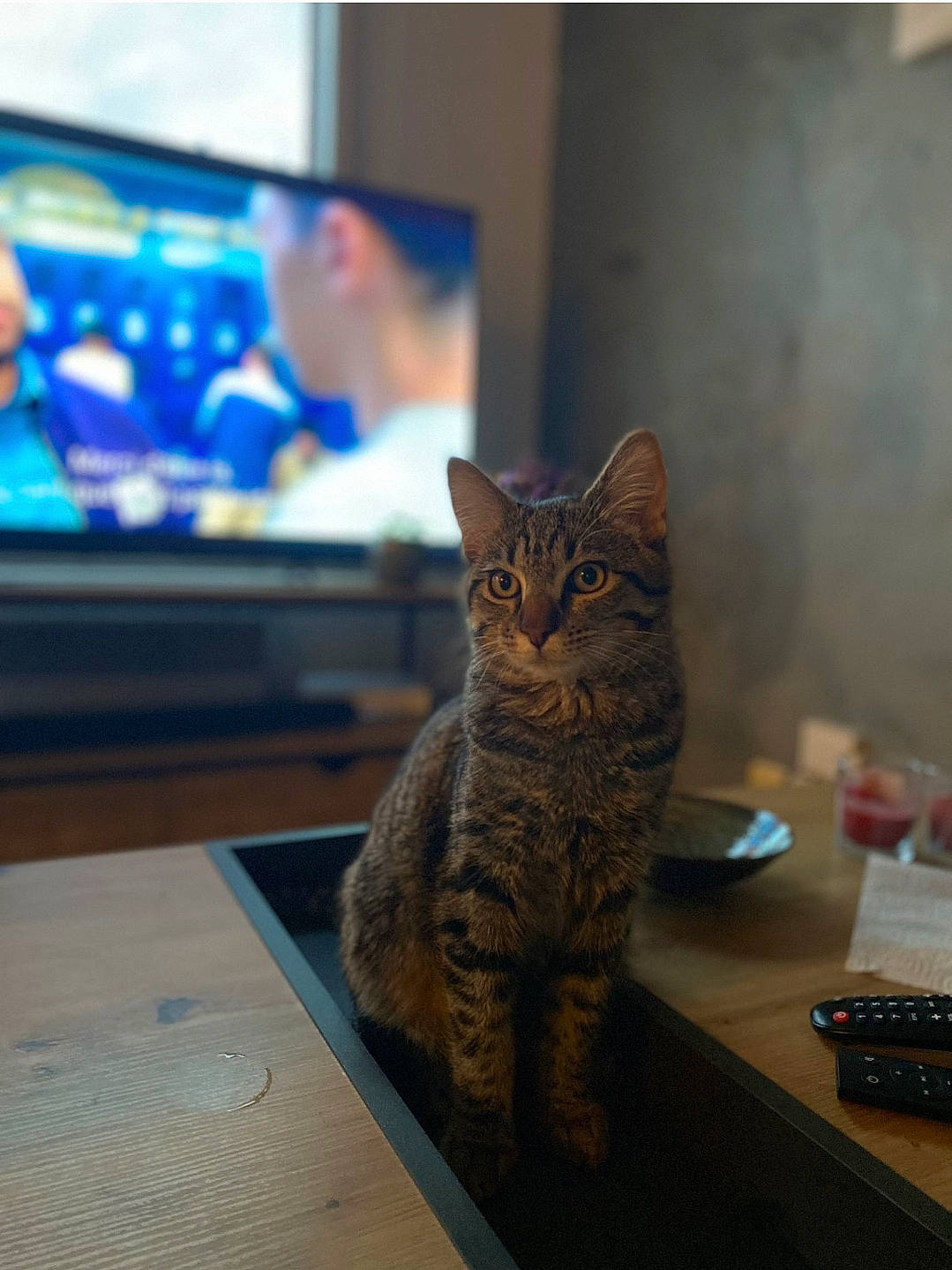 Rapha a rejoint le concours — aidez-le/la à gagner de superbes lots ! cable_television, carnivore, cat, desk, display_device, domestic_short_haired_cat, fawn, felidae, fur, led_backlit_lcd_display, office_supplies, output_device, room, small_to_medium_sized_cats, snout, table, tail, television, television_set, whiskers