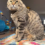 Milo joined the competition — help win amazing prizes! cat, tabby, indoor, rug, sunlight, rainbow, feline, pet, striped, whiskers, ears, sitting, floor, colorful, patterned, cozy, home, domestic, animal, fur