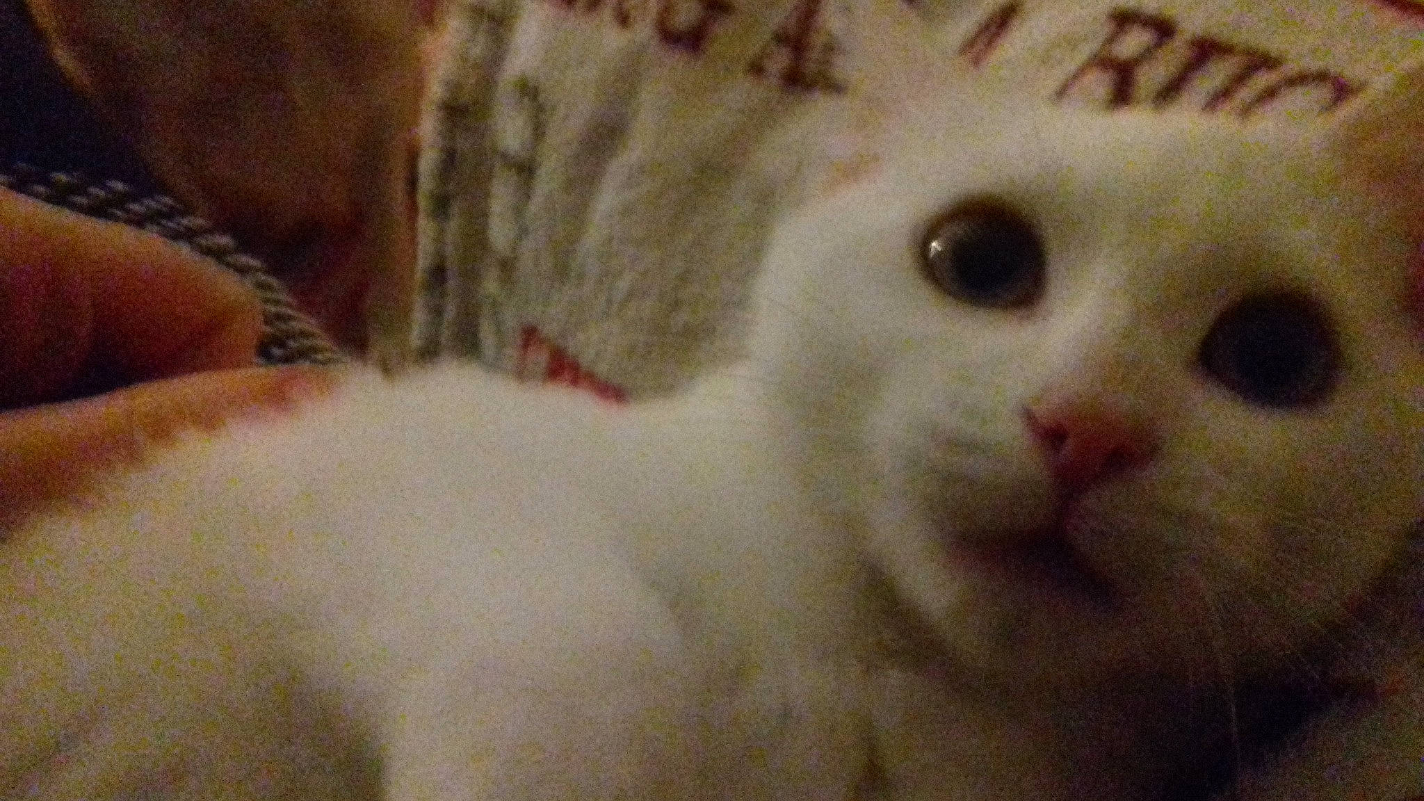 Edgar is registered to the contest to win money with this photo: asian, burmilla, carnivore, cat, colorpoint_shorthair, felidae, fur, khao_manee, kitten, nose, polydactyl_cat, small_to_medium_sized_cats, turkish_angora, turkish_van, whiskers