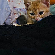 Maverick joined the competition — help win amazing prizes! bedding, blanket, cat, close_up, cozy, cute, ears, fabric, fur, indoor, kitten, orange_tabby, pet, polka_dot, portrait, resting, small_paws, tabby, whiskers, wide_eyes