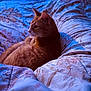 bed, blanket, cat, comfort, cozy, domestic, floral_pattern, fur, ginger_cat, home, indoor, lighting, moody, pet, portrait, resting, side_profile, sleepy, soft_texture, whiskers
