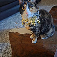 Kaluah Kaydance is registered to the contest to win money with this photo: cat, calico, ribbon, curious, indoor, carpet, rug, furniture, pet, animal, whiskers, ears, floor, golden, decor, brown, white, black, domestic_cat, sitting