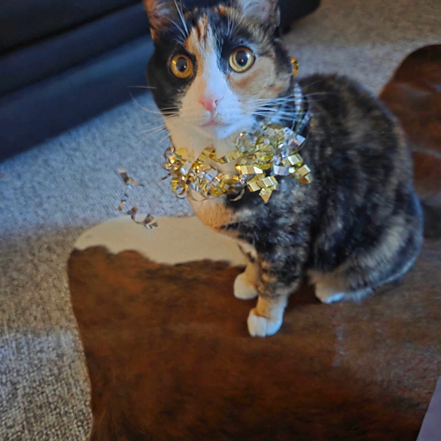Kaluah Kaydance is registered to the contest to win money with this photo: animal, black, brown, calico, carpet, cat, curious, decor, domestic_cat, ears, floor, furniture, golden, indoor, pet, ribbon, rug, sitting, whiskers, white