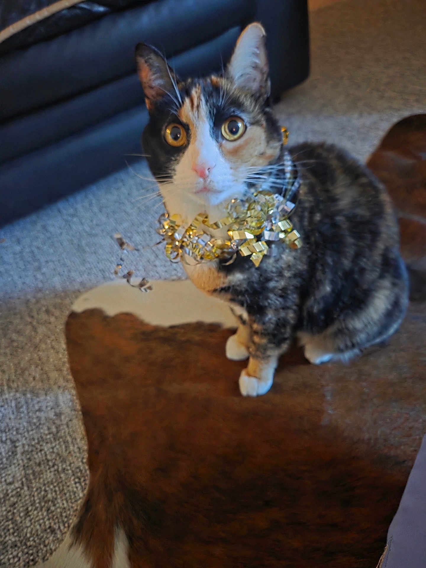 Kaluah Kaydance is registered to the contest to win money with this photo: cat, calico, ribbon, curious, indoor, carpet, rug, furniture, pet, animal, whiskers, ears, floor, golden, decor, brown, white, black, domestic_cat, sitting