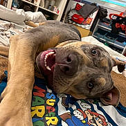 Tosko participe au concours pour gagner de l'argent avec cette photo : dog, playful, bed, indoor, super_mario, shirt, happy, tongue, fur, ears, room, shelves, clothes, casual, relaxed, pet, canine, smiling, close_up, lying_down