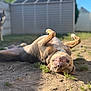 Tosko participe au concours pour gagner de l'argent avec cette photo : dog, outdoor, sunlight, grass, dirt, playful, pet, canine, relaxed, backyard, animal, happy, brown_dog, smiling, lying_down, nature, fence, daytime, companion, blurred_background