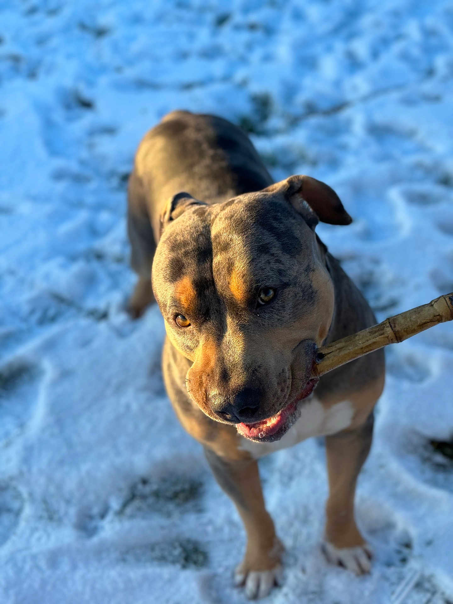 Tosko a rejoint le concours — aidez-le/la à gagner de superbes lots ! dog, snow, outdoor, stick, animal, pet, winter, canine, fur, playful, nature, brown, white, closeup, standing, sunlight, daytime, portrait, grass, paw