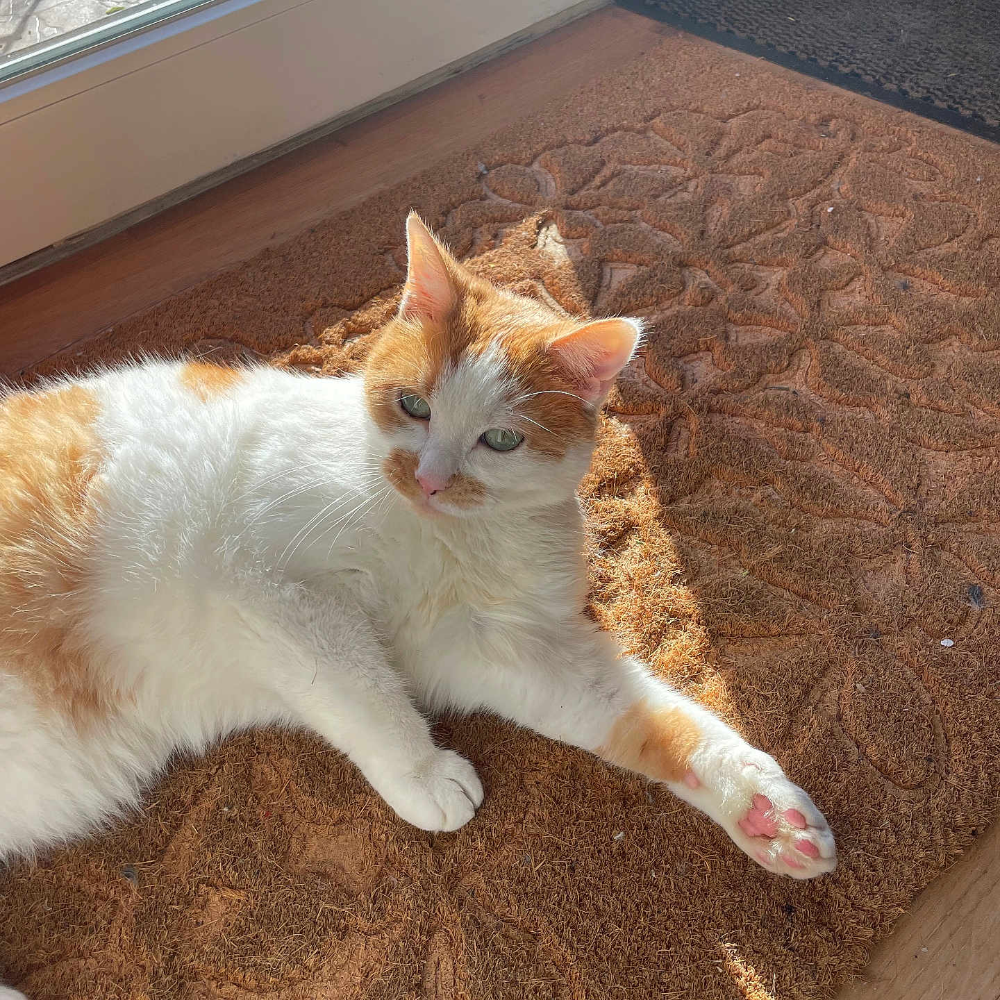 Karma a rejoint le concours — aidez-le/la à gagner de superbes lots ! bright, cat, cozy, domestic_animal, doormat, feline, floor, ginger_cat, glass_door, home, indoor, mat, nike_shoes, paw, pet, relaxed, sneakers, sunlight, white_cat, window