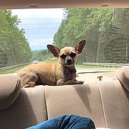 Mr. Bigs is registered to the contest to win money with this photo: animal, backseat, car_interior, chihuahua, collar, daytime, dog, leisure, outdoor_view, pet, relaxing, resting, road, road_trip, small_dog, sunlight, tan, trees, vehicle, window