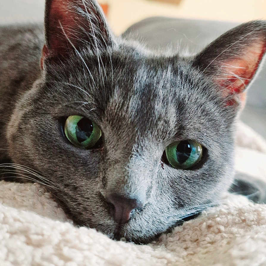Yooki participe au concours pour gagner de l'argent avec cette photo : animal, blanket, calm, cat, close_up, cozy, curious, cute, ears, feline, gray_cat, green_eyes, indoor, pet, portrait, relaxation, resting, soft_light, texture, whiskers