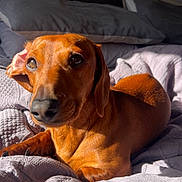 Slinky is registered to the contest to win money with this photo: dog, dachshund, pet, bed, blanket, pillow, sunlight, sunbeam, brown_fur, nose, eyes, paw, resting, cozy, indoor, portrait, short_legs, whiskers, head, cute
