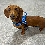 Slinky is registered to the contest to win money with this photo: dog, dachshund, pet, brown_coat, short_legs, blue_harness, harness, name_patch, indoor, flooring, large_eyes, portrait, puppy, canine, waiting, cute, leash, paws, nails, person_feet
