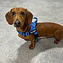 dog, dachshund, pet, brown_coat, short_legs, blue_harness, harness, name_patch, indoor, flooring, large_eyes, portrait, puppy, canine, waiting, cute, leash, paws, nails, person_feet