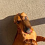 dog, dachshund, pet, tongue_out, brown_coat, short_hair, close_up, portrait, indoor, carpet, texture, sunlight, shadow, looking_up, eyes, nose, paws, playful, cute, relaxed
