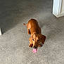 Slinky is registered to the contest to win money with this photo: dog, dachshund, pet, tongue_out, panting, brown_coat, short_legs, concrete_floor, indoor, doorway, wall, looking_up, ears, eyes, paws, tail, standing, household, cute, floor_texture