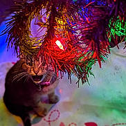 Dennis The Menace joined the competition — help win amazing prizes! cat, kitten, christmas_tree, holiday_lights, tree_skirt, indoor, pet, cute, playful, festive, decorations, colorful, whiskers, fur, animal, young_cat, sitting, mouth_open, holiday, celebration