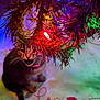 cat, kitten, christmas_tree, holiday_lights, tree_skirt, indoor, pet, cute, playful, festive, decorations, colorful, whiskers, fur, animal, young_cat, sitting, mouth_open, holiday, celebration