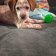 Joy a rejoint le concours — aidez-le/la à gagner de superbes lots ! dog, puppy, pet, canine, face, ears, paws, blanket, toy, green_ball, couch, bed, fur, spotted_fur, portrait, indoor, close_up, whiskers, eyes, cute