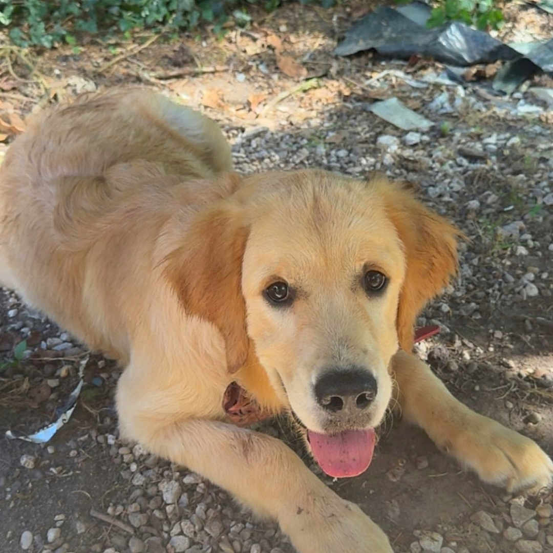 Maya a rejoint le concours — aidez-le/la à gagner de superbes lots ! animal, cute, dog, ears, fur, golden_retriever, gravel, greenery, ground, happy, leaf, lying_down, mammal, nature, outdoor, pet, playful, puppy, sunlight, tongue_out