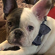 Mugzy Valentino joined the competition — help win amazing prizes! french_bulldog, puppy, dog, bow_tie, polka_dot, face, ears, couch, blanket, indoor, pet, animal, cute, lying_down, close_up, brown, white, gray, portrait, cozy