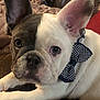 french_bulldog, puppy, dog, bow_tie, polka_dot, face, ears, couch, blanket, indoor, pet, animal, cute, lying_down, close_up, brown, white, gray, portrait, cozy