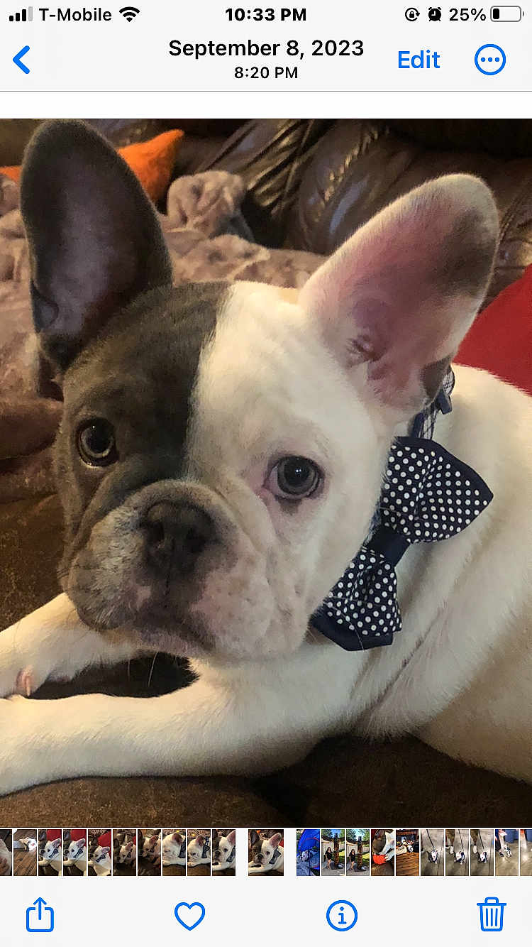 Mugzy Valentino joined the competition — help win amazing prizes! french_bulldog, puppy, dog, bow_tie, polka_dot, face, ears, couch, blanket, indoor, pet, animal, cute, lying_down, close_up, brown, white, gray, portrait, cozy