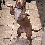 Mia joined the competition — help win amazing prizes! dog, brown_dog, white_patch, standing, hind_legs, tile_floor, kitchen, cabinet, chair, playful, pet, animal, collar, indoor, happy, canine, tail, ears, mouth_open, looking