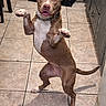 dog, brown_dog, white_patch, standing, hind_legs, tile_floor, kitchen, cabinet, chair, playful, pet, animal, collar, indoor, happy, canine, tail, ears, mouth_open, looking