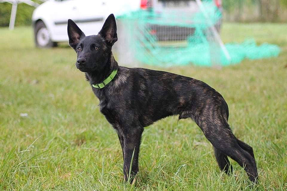Sky Fall participe au concours pour gagner de l'argent avec cette photo : canidae, car, carnivore, collar, companion_dog, dog, dog_breed, dog_collar, dog_supply, fawn, grass, pet_supply, snout, sporting_group, tail, terrestrial_animal, tire, vehicle, working_animal, working_dog