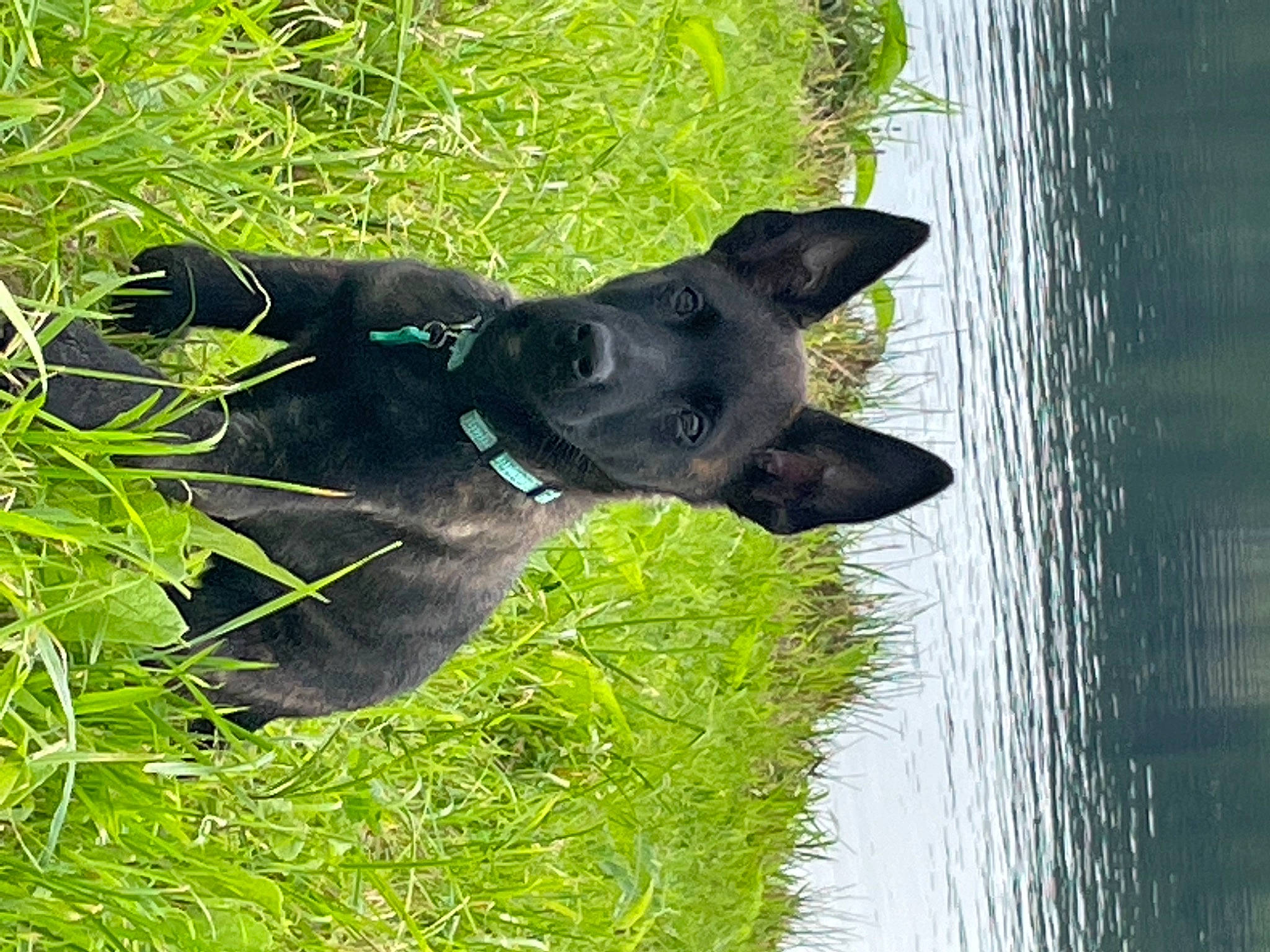 Sky Fall a rejoint le concours — aidez-le/la à gagner de superbes lots ! borador, carnivore, companion_dog, dog, dog_breed, dog_collar, grass, groundcover, guard_dog, lake, plant, schipperke, sculpture, sporting_group, tail, terrestrial_animal, vertebrate, water, working_animal, working_dog