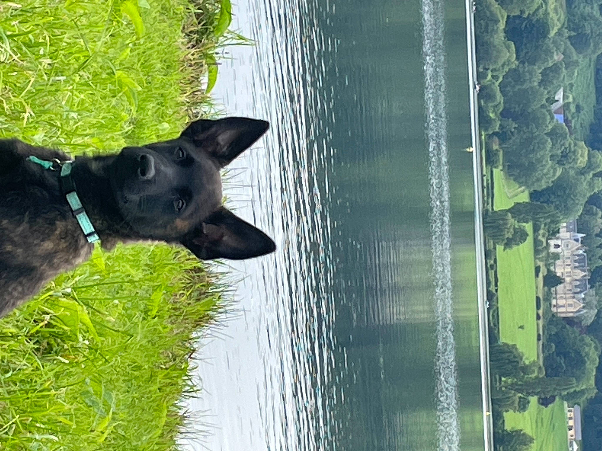 Sky Fall a rejoint le concours — aidez-le/la à gagner de superbes lots ! black_norwegian_elkhound, collar, dog, dog_breed, dog_collar, grass, green, guard_dog, herding_dog, lake, plant, reflection, schipperke, tail, tree, water, whiskers, window, working_animal, working_dog