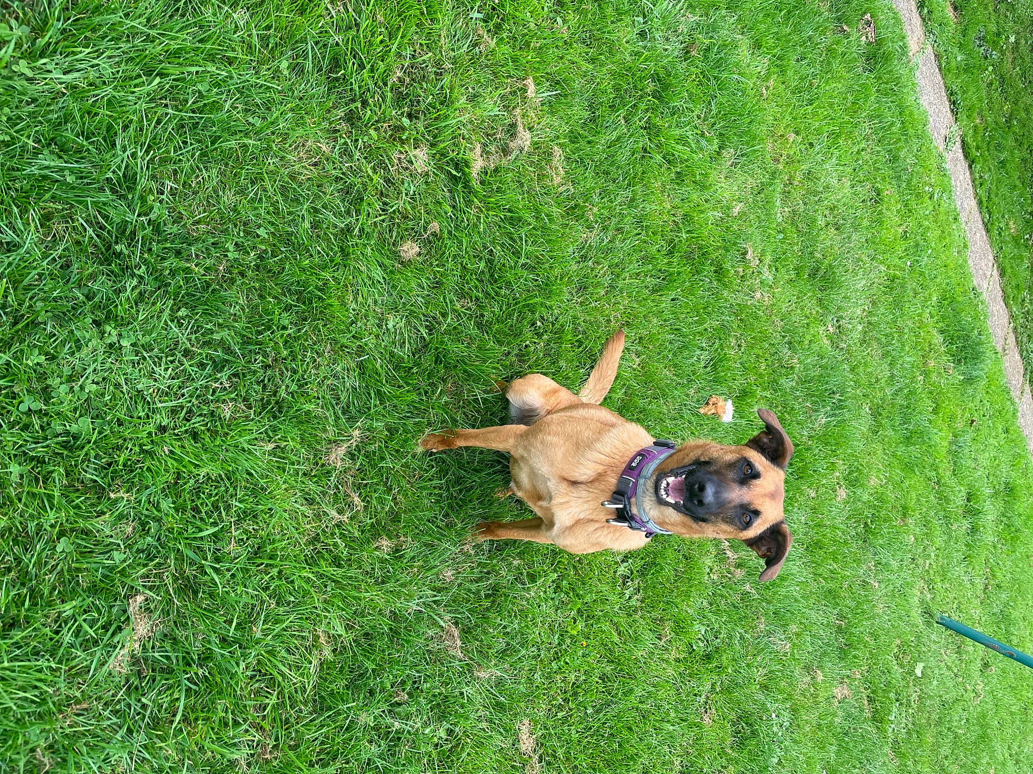 Mya a rejoint le concours — aidez-le/la à gagner de superbes lots ! artificial_turf, canidae, carnivore, companion_dog, dog, dog_breed, fawn, grass, grass_family, grassland, green, groundcover, lawn, leisure, meadow, pasture, people_in_nature, plant, sporting_group, tail