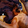 blanket, brown_dog, canine, casual, comfort, couch, cozy, dog, domestic_animal, fur, furniture, home, indoors, lying_down, paw, pet, relaxed, resting, snout, teeth