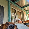 brown_dog, calm, canine, closeup, daylight, dog, domestic_animal, ears, furniture, head_resting, napping, outdoor, pet, plastic_chair, porch, relaxed, resting, sleeping, snout, window