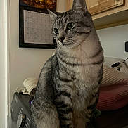 Niko is registered to the contest to win money with this photo: cat, tabby, pet, animal, indoor, household, washing_machine, calendar, cabinet, fur, whiskers, ears, eyes, domestic, feline, gray, striped, curious, sitting, cozy