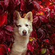 Nala participe au concours pour gagner de l'argent avec cette photo : dog, white_dog, animal, pet, autumn, fall_leaves, red_leaves, purple_leaves, foliage, nature, outdoor, canine, portrait, close_up, leafy_background, calm, cute, wildlife, seasonal, colorful