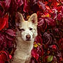 dog, white_dog, animal, pet, autumn, fall_leaves, red_leaves, purple_leaves, foliage, nature, outdoor, canine, portrait, close_up, leafy_background, calm, cute, wildlife, seasonal, colorful