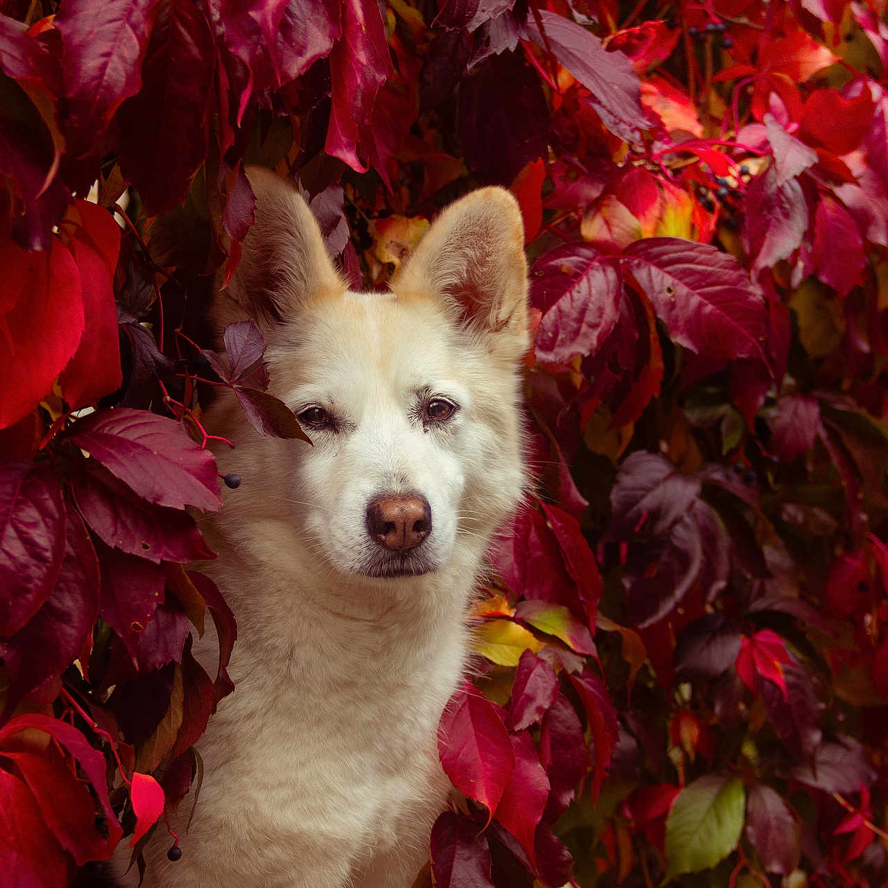 Nala participe au concours pour gagner de l'argent avec cette photo : animal, autumn, calm, canine, close_up, colorful, cute, dog, fall_leaves, foliage, leafy_background, nature, outdoor, pet, portrait, purple_leaves, red_leaves, seasonal, white_dog, wildlife