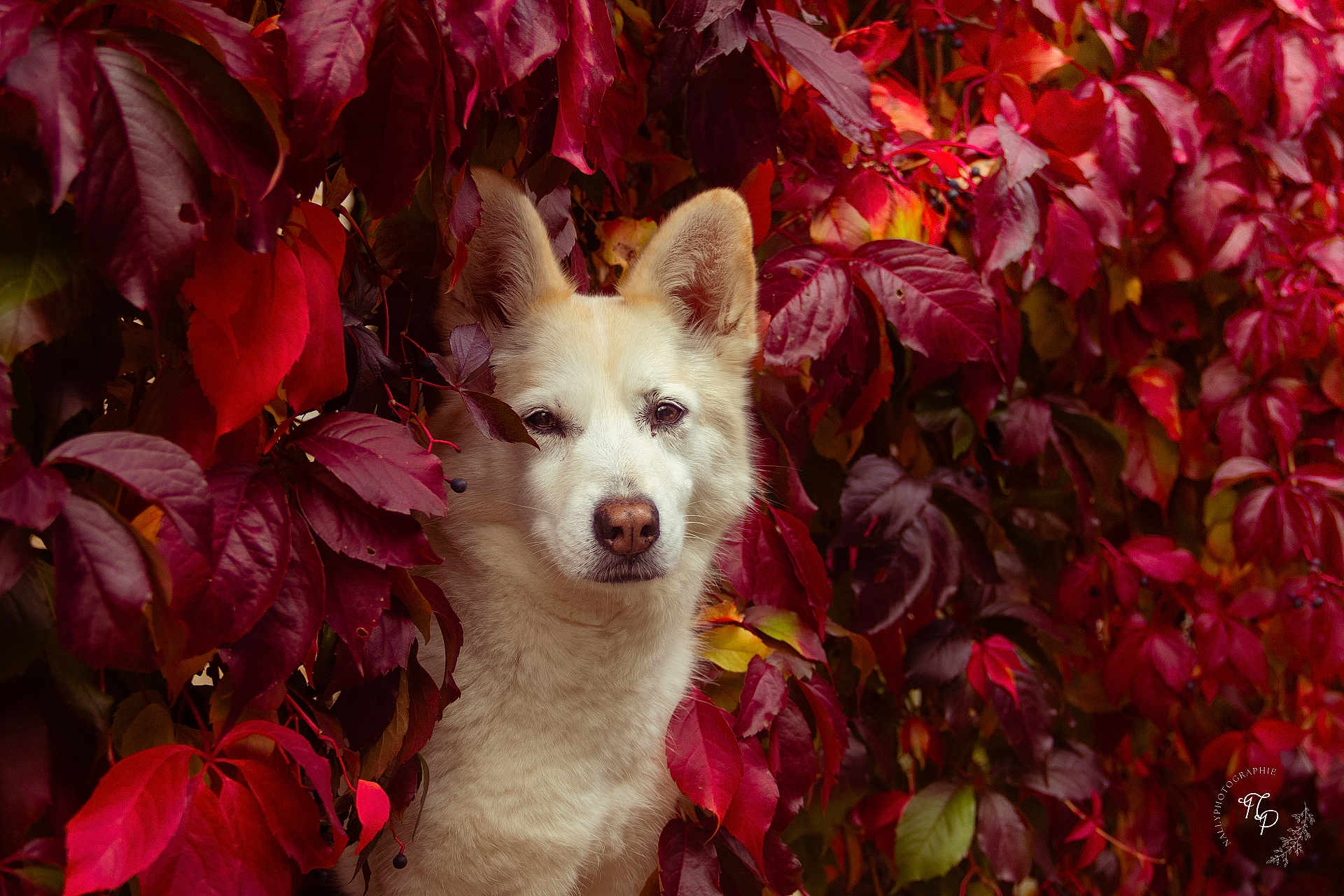 Nala participe au concours pour gagner de l'argent avec cette photo : dog, white_dog, animal, pet, autumn, fall_leaves, red_leaves, purple_leaves, foliage, nature, outdoor, canine, portrait, close_up, leafy_background, calm, cute, wildlife, seasonal, colorful